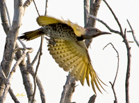 Northern Flicker